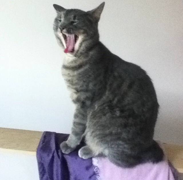 Bud - Mâle (2 ans)