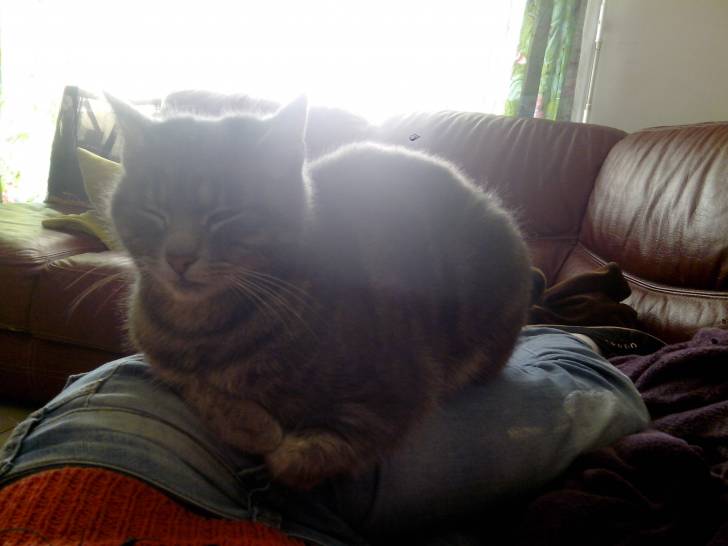 Grisette - (4 ans)