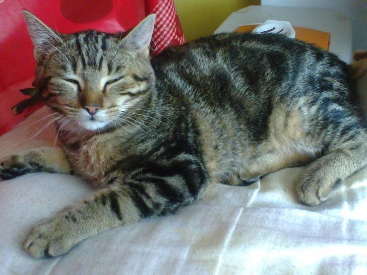 Joy - (5 mois)