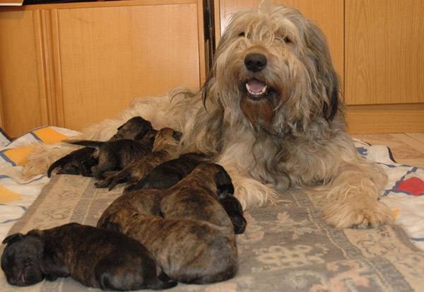 Sally con su camada - (3 ans)