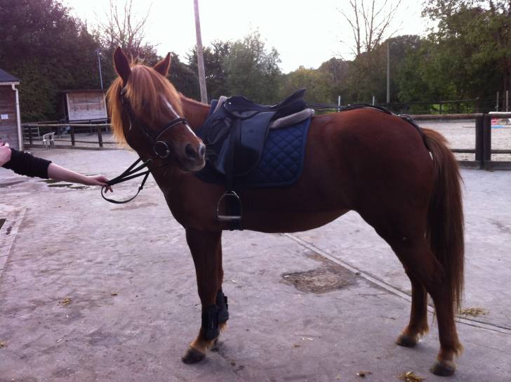 Unie - (10 ans)