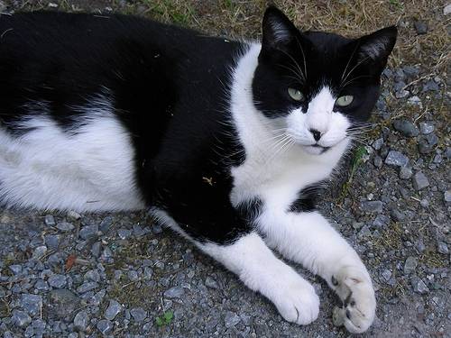 Stripe - Mâle (15 ans)