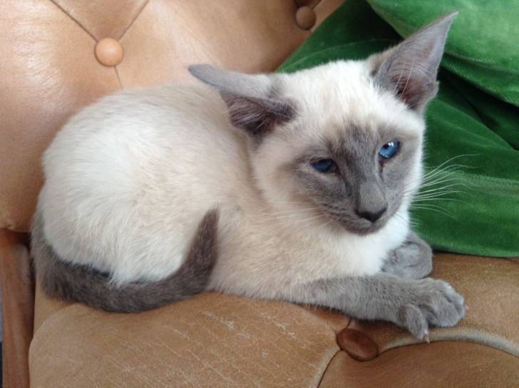 Sebastian - Mâle (8 mois)