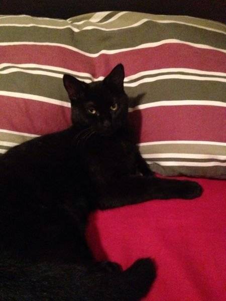Hunter - (2 ans)