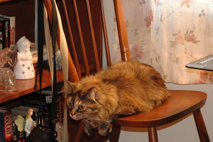 Mahjin - (3 ans)