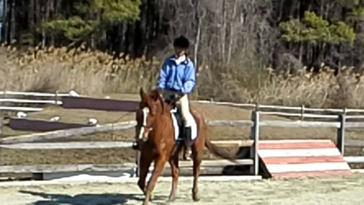 Skip-Topper- - Mâle (5 ans)