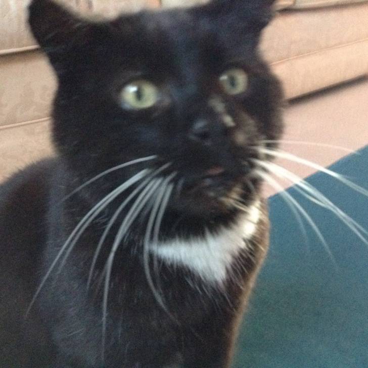 Alfie - Mâle (10 ans)