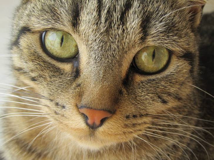 Sacha - Mâle (6 mois)
