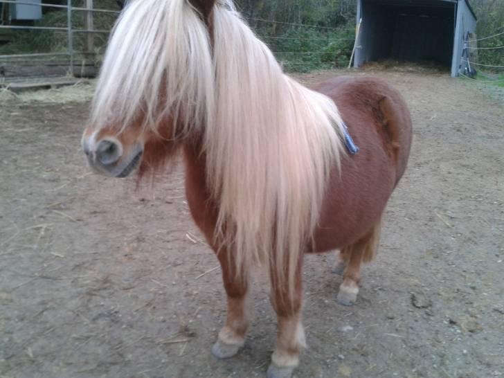 Moritz - Mâle (9 ans)