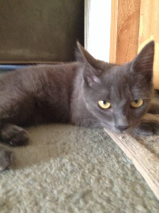 Smokey *Our new cat* - Mâle (6 mois)