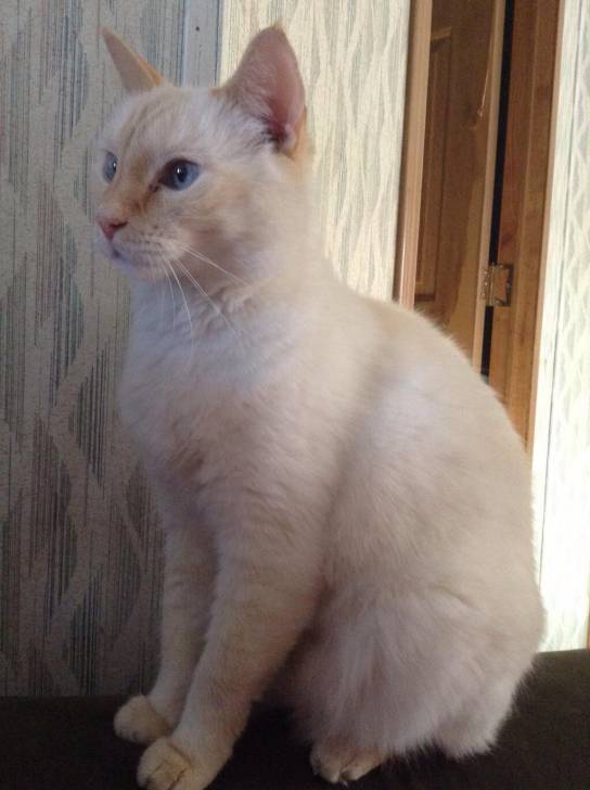 Snowball - Mâle (15 ans)