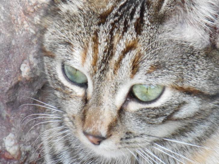 Petit Ya Junior - (7 mois)