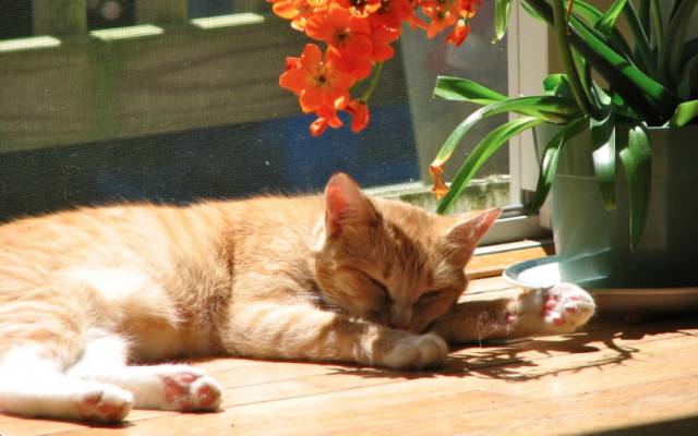 Sweetheart - (6 ans)