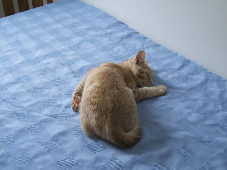 Max - Mâle (5 mois)