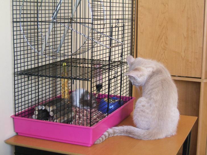 Max - Mâle (5 mois)
