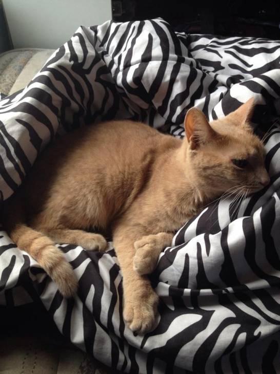 Mango - (5 ans)