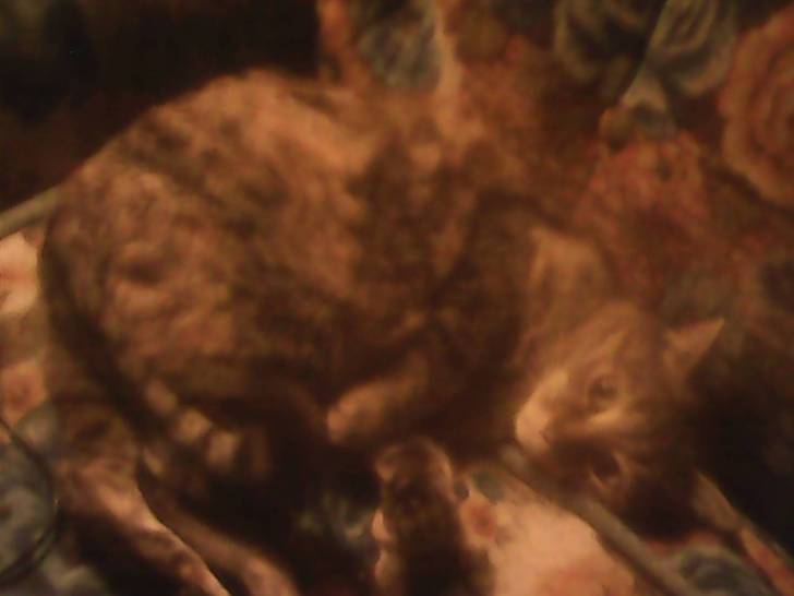 Pippie - (1 an)