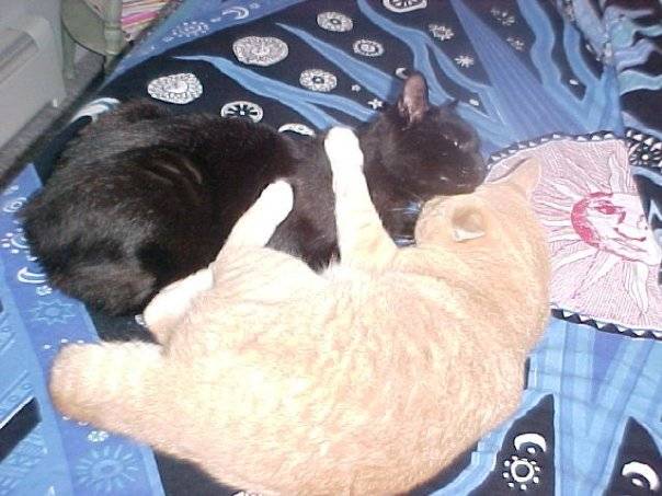 Peaches & Mingo - Mâle (7 ans)
