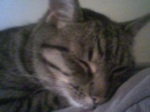 Tiger - Mâle (7 ans)