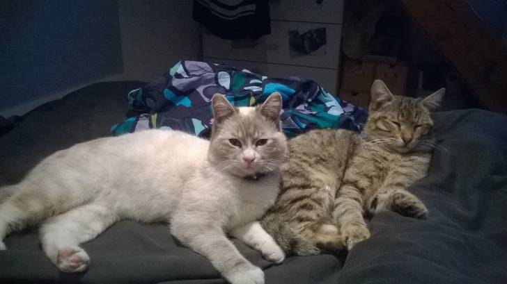 Mes chats - Mâle (10 mois)