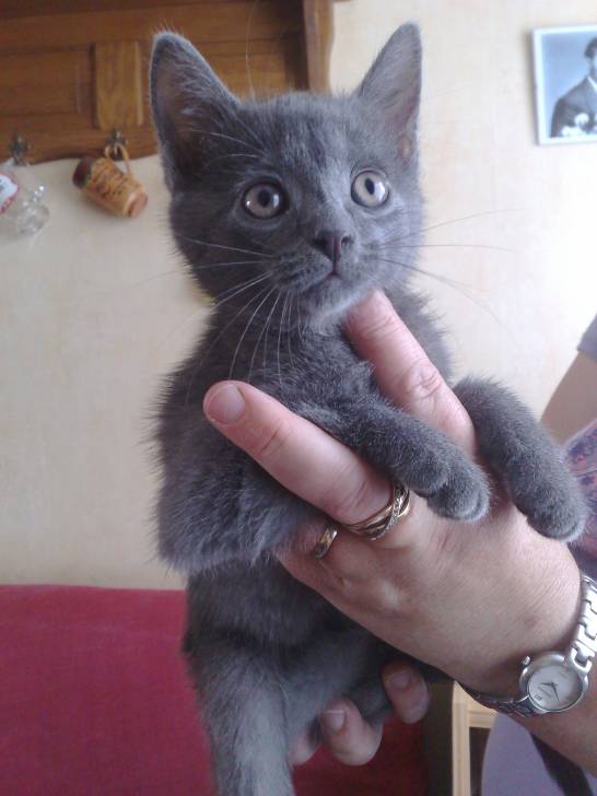 bumba - Mâle (5 mois)