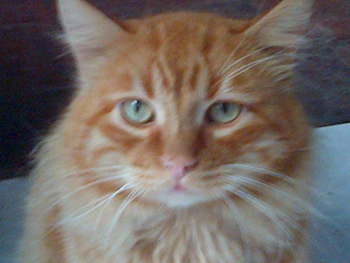 Leo - Mâle (3 ans)