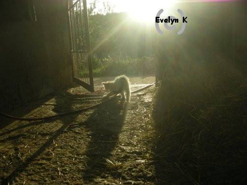 Cindy - (8 mois)