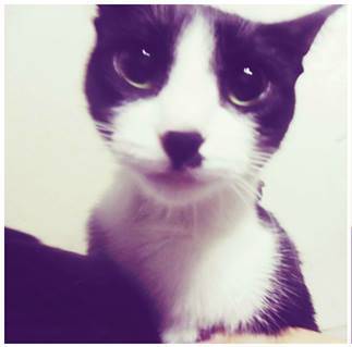 Amorsurri - (3 ans)