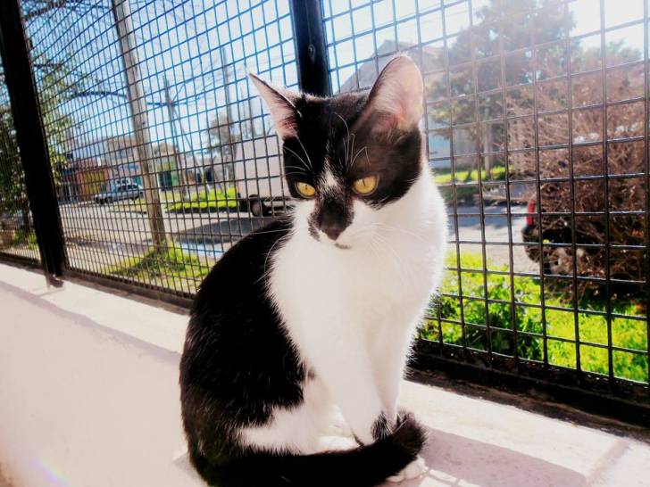 Jona - Mâle (2 ans)