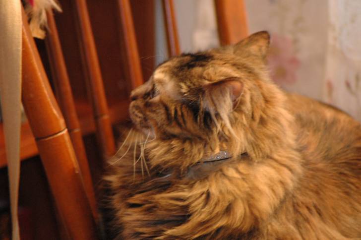 Mahjin - (4 ans)