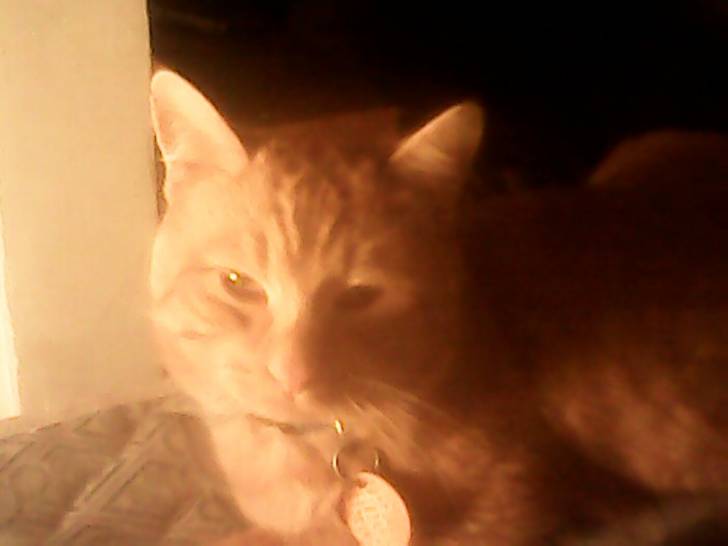 Randy - Mâle (2 ans)