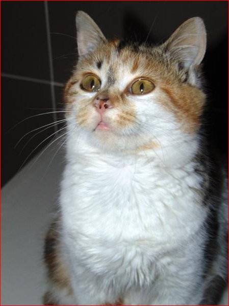 Yalta - (2 ans)