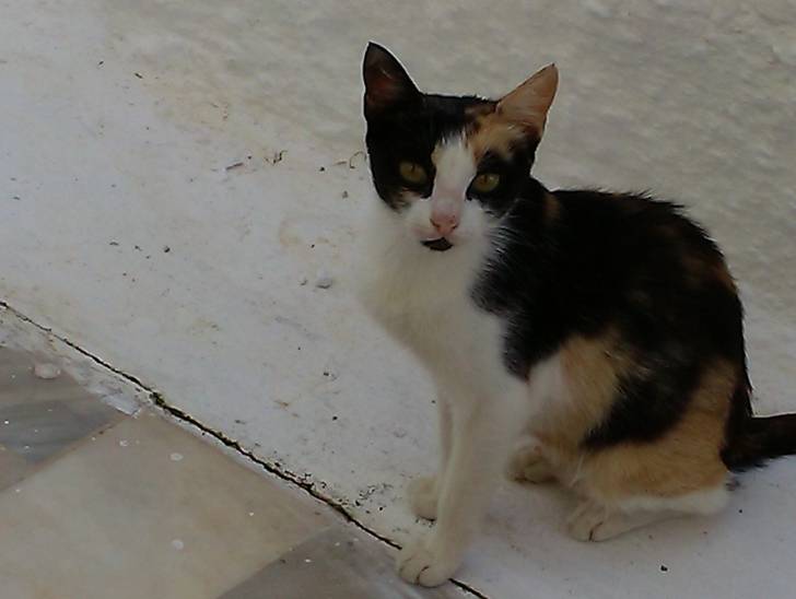 Mila -
