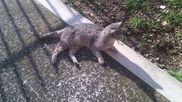 Stella - (2 ans)