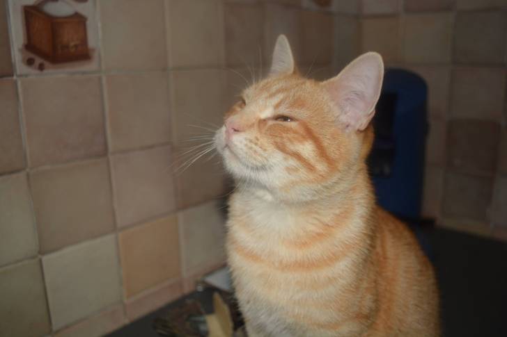 Chatran - Mâle (8 mois)