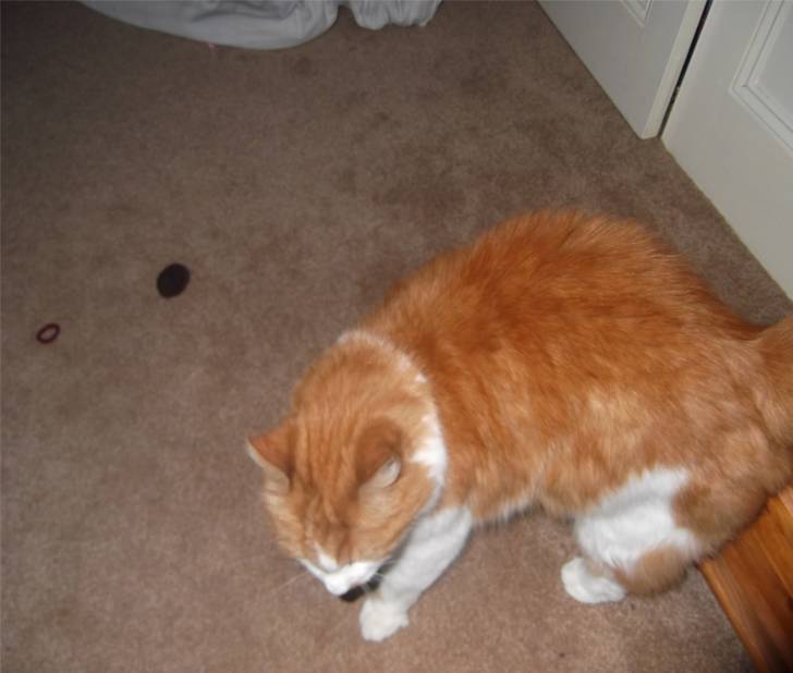 Fudge - Mâle (10 ans)