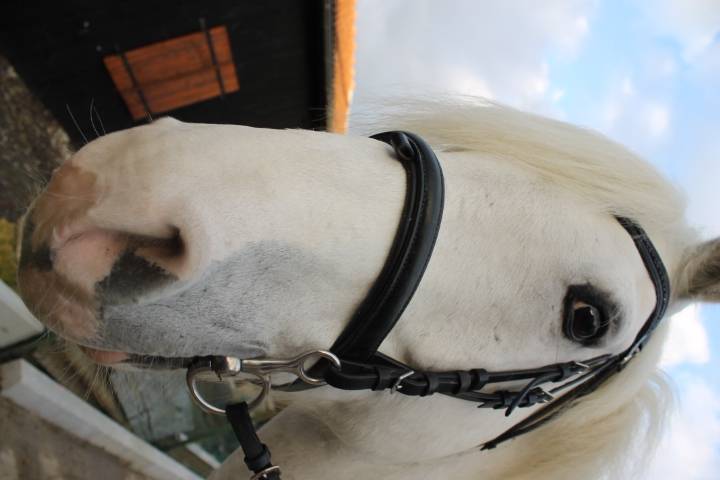 obélix - Mâle (8 ans)