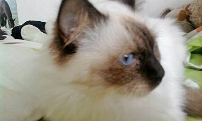 Ippy - Mâle (2 ans)