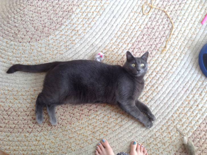 Smokey - Mâle (2 ans)