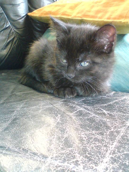 Onix - (2 mois)