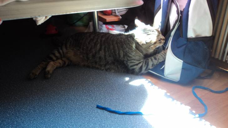 Tigrina - (5 ans)