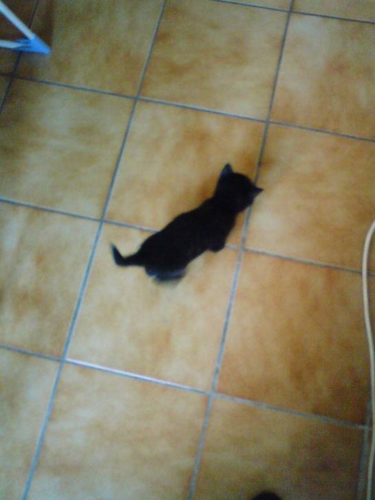 Onix - (1 mois)