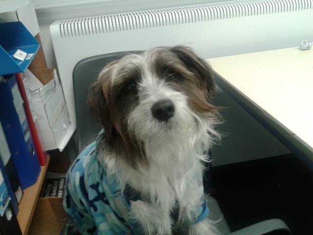 Bingo - Mâle (5 ans)