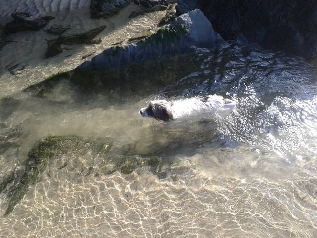 Bingo swimming - Mâle (5 ans)