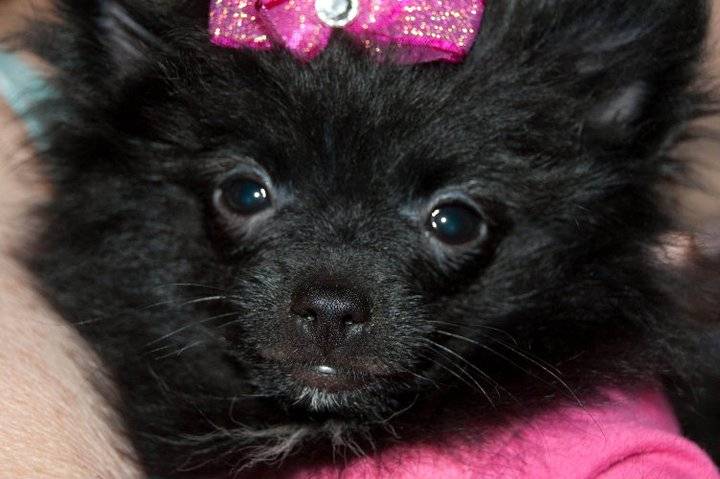 Miss.Molly - (4 ans)