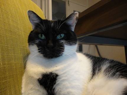 Diabolo - Mâle (7 ans)