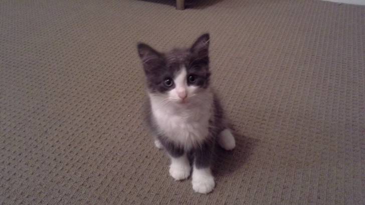 Kitten - Mâle (3 mois)
