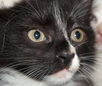 Rocky - Mâle (1 mois)
