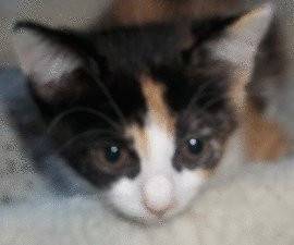 Frankie - (1 mois)