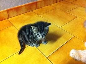 Suki - (1 mois)